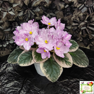 Rivermist Beguiling (J. Baker) (стартер)