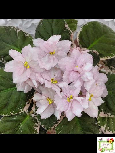 Rivermist Pearls (J. Baker) (10974) 04/13/2018