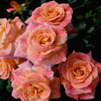 Мишель Серро (Michel Serrault)