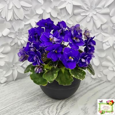 Star Wars (Baker) (пестролистный гёрл)