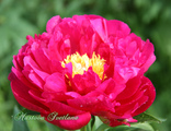 Paeonia Ann Zahller