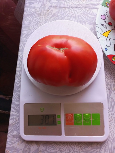Томат Сластена