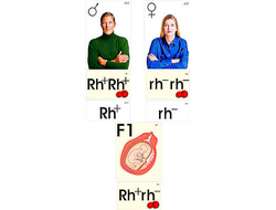 Модель-аппликация "Наследование резус-фактора" (ламинированная)