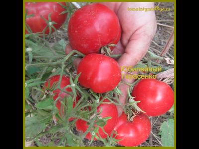 Томат Юбилейный Тарасенко