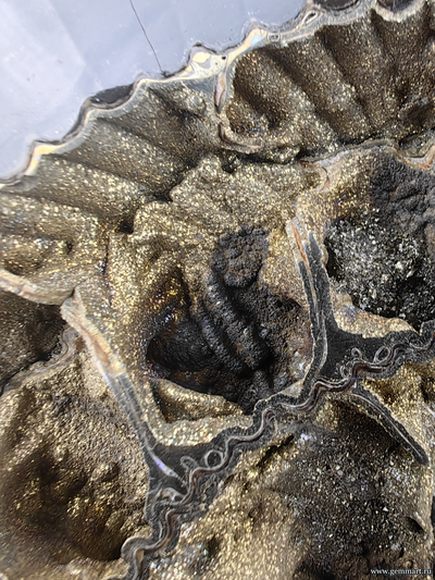 Аммонит, пирит, полированный срез с подставкой. Россия. 290*270*57мм
