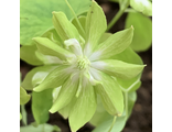 Anemonella thalictroides «Green Hurricane»