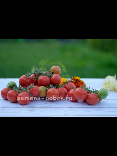 Томат Эльберта Персиковая  (Elberta Peach), 10 шт