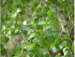 Гидролат Березы (Betula pubescens) 100 мл