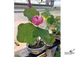 Лотос Лианг Ли (микролотос)