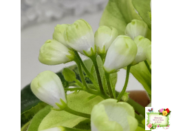 Н-Нейтири (Н. Бердникова) 2016 г.