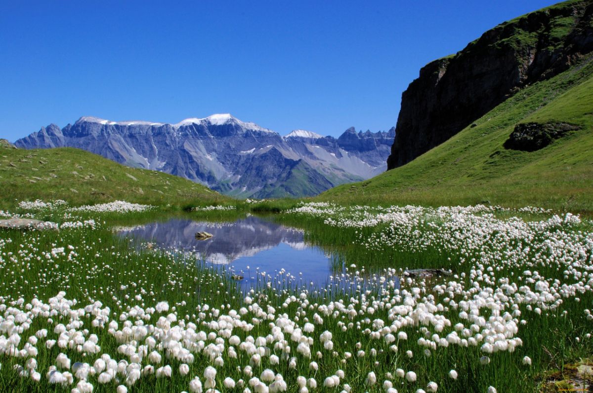 Альпийские Луга Швейцария