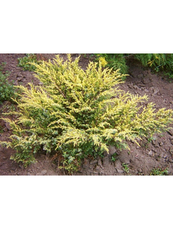 Можжевельник обыкновенный "Депресса Ауреа" С1