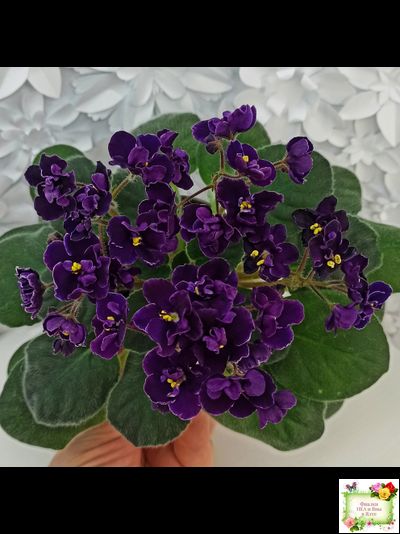 Mac's Piqued Pixie (G. McDonald) 2011 г. (лист посажен 25.01.26)