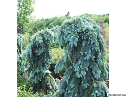 Ель Глаука Пендула - Glauca Pendula