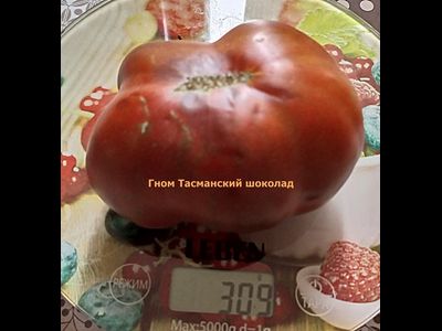 Томат Гном Тасманский шоколад (Dwarf Tasmanian Chocolate)