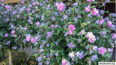 Гибискус Арденс - Ardens