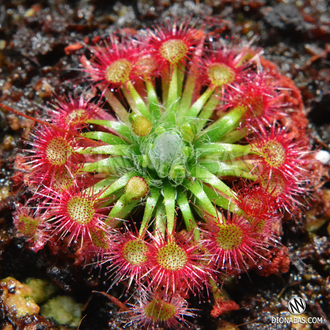 Drosera "Occidentalis var. microscapa"