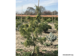 Сосна Тортуоза - Tortuosa