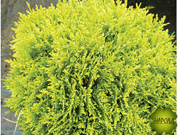 Туя западная "Даника Ауреа" (саженец 20-30 см)