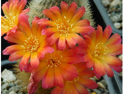 Sulcorebutia purpurea L 331a - 5 семян