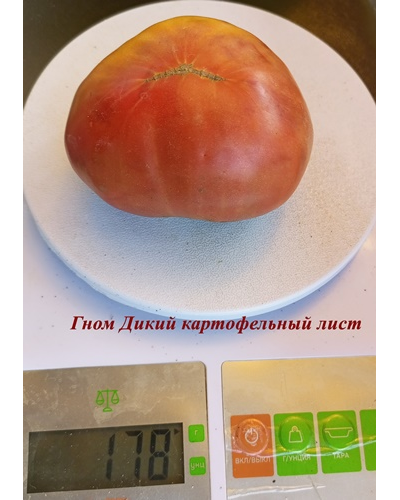 Томат Дикий картофельный лист (Dwarf Wild Spudleaf)