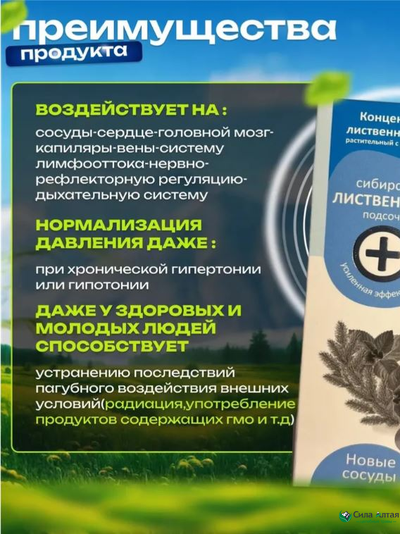 Сибирская лиственница подсочка+, новые сосуды