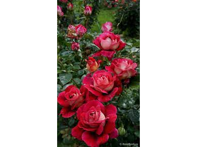 Роза Кроненбург (Kronenbourg) ОКС, Россия