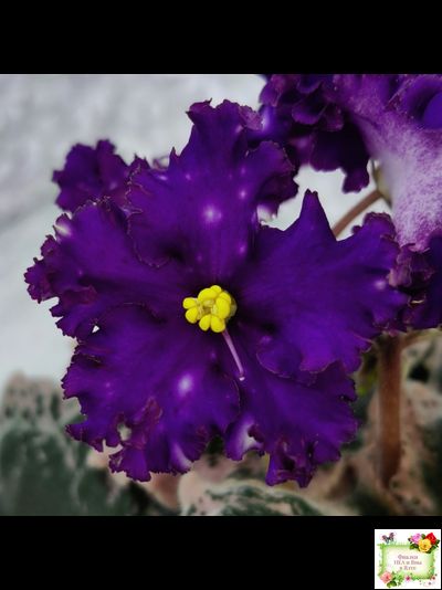 МТ-Моя Вселенная (М. Тотиева) 2023 г.