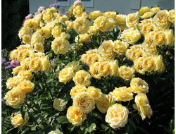 София ренессанс (Sophia Renaissance), шраб.