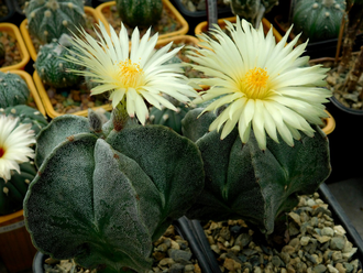 Astrophytum myriostigma v.strongylogonum (1172) - 10 семян