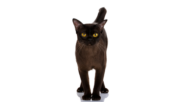 Бурма соболиного окраса