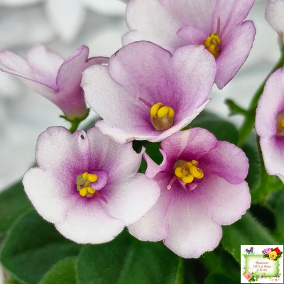 ЛЕ-Колибри (Е. Лебецкая) (3 листа посажены в 1 стак. 20.10.25)