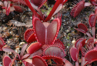 Dionaea muscipula Petite Dragon