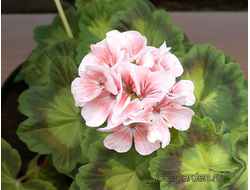 Пеларгония Sandra Mephan