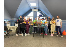 Первая помощь животным (собакам и кошкам)