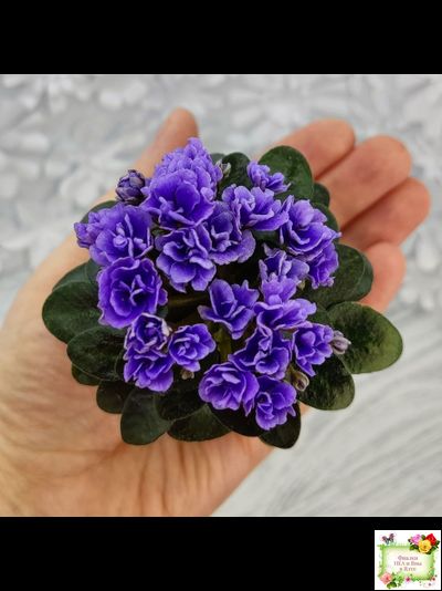 Blue Scoundrel micromini (P.Sorano/LLG) (Блю Ска́ндрел) микроминиатюра