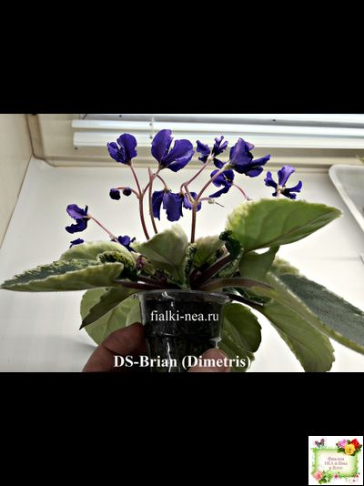 DS-Brian (Dimetris) 2014 г. (пестролистная бастл-листва)