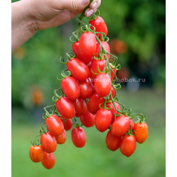 Томат Сызранские Дамские Пальчики, 10 шт.