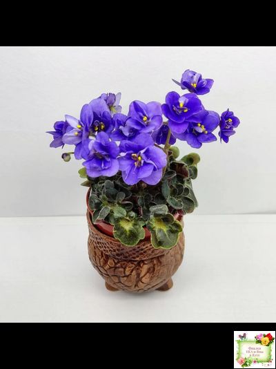 Mac&#039;s Pizza Pizzicato (G. McDonald) 01/31/2008 (гёрл-лист)