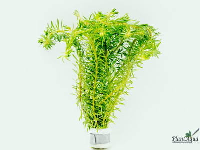 Ротала Босси (пучок)