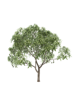 плодовые Манго обыкновенное 1