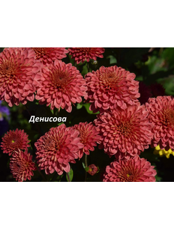Хризантема корейская Коралловый помпон