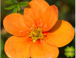 Лапчатка кустарниковая "ТАНГЕНРИНЕ" (саженец 3 года)