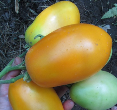 Томат Стаканы оранжевые минусинские