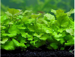 Кардамин sp. Singapur (шт)