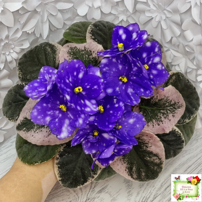 Rivermist Heavenly (J. Baker) (10985) NEW 05/21/2018