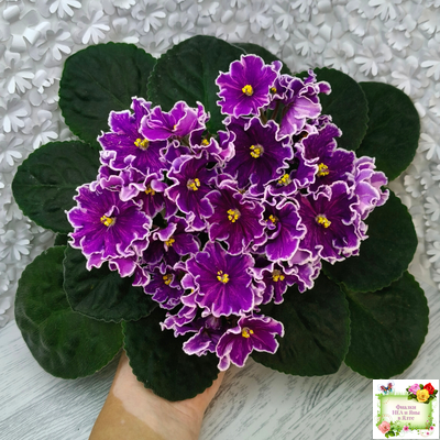 АВ-Просто Космос (Фиалковод) 2019 г.