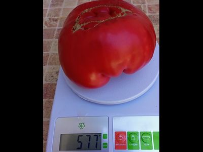 Томат Розовый гигант м-ра Андервуда (Mr. Underwood's Pink German Giant)