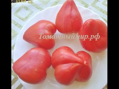 Томат Заилийский Алатау