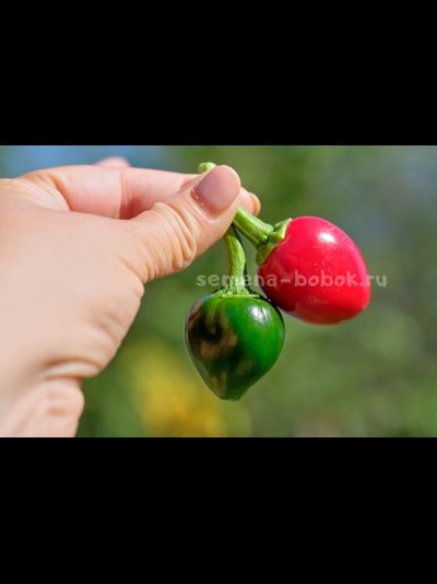 Перец острый Jalapeno Bomb F5, 10 шт